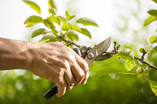 Pruning Your Life